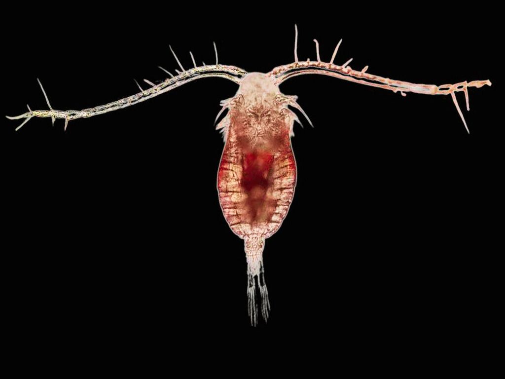 microscope research (foto: Lion Pods Live Copepods / CC BY 4.0, Wikimedia Commons)