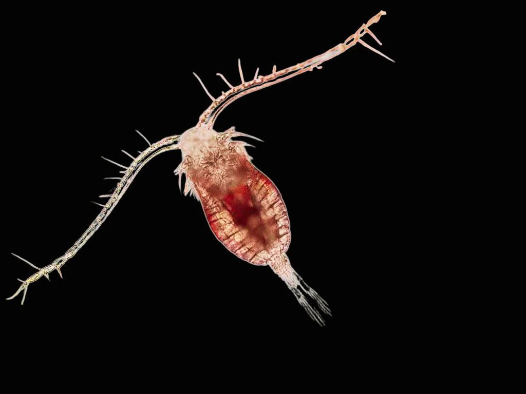 microscope research (foto: Lion Pods Live Copepods / CC BY 4.0, Wikimedia Commons)